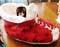 Ferret Shoe Bed