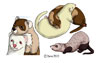 Ferret Tattoos